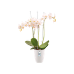 brussels orchidée haut 12,5cm blanc